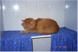 Kramer The Cat at The Cat Chalet